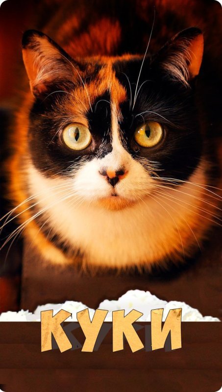 Куки сливки шоу