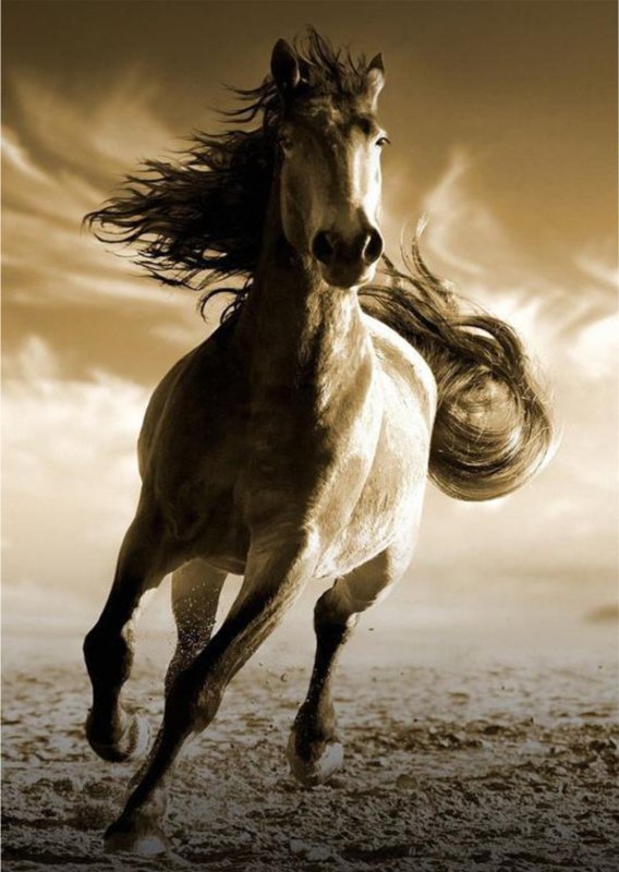Лошадь бежит