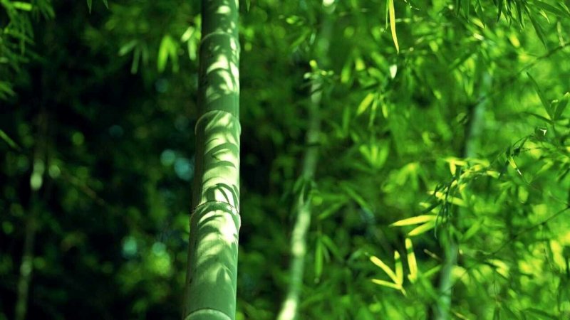 "Bamboo" "Bamboo. Bamboo (LP)"