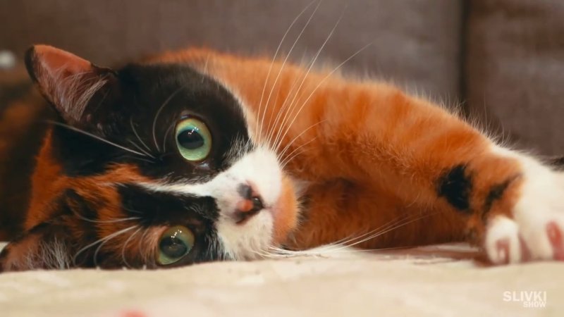 Котик сливки шоу