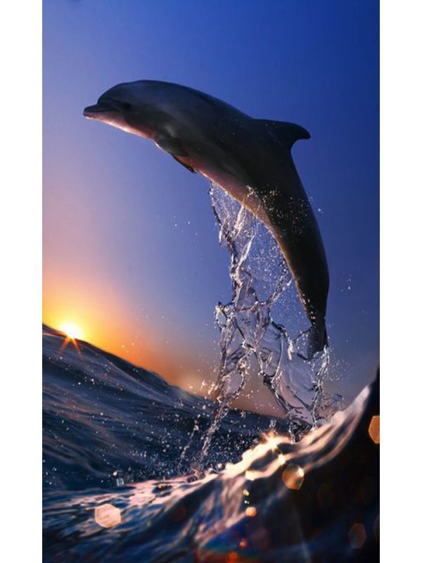 Дельфины на волне