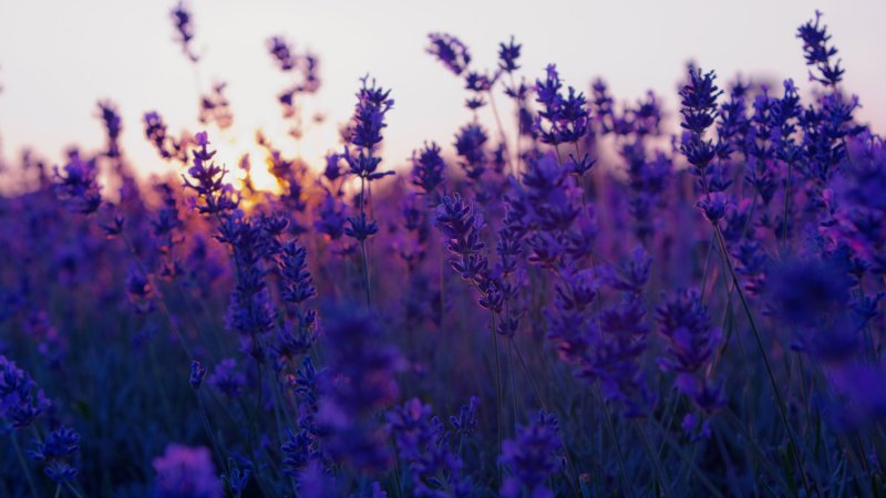 Лаванда Lavender aesthetic