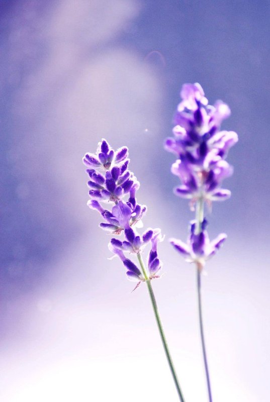 Лавандовый цвет