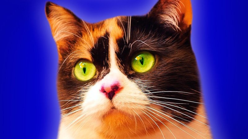 Блоггер сливки шоу