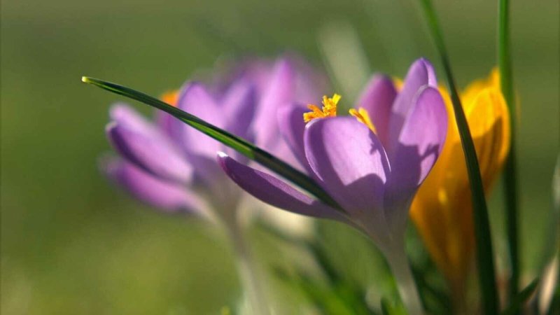 Крокусы Домбай цветы