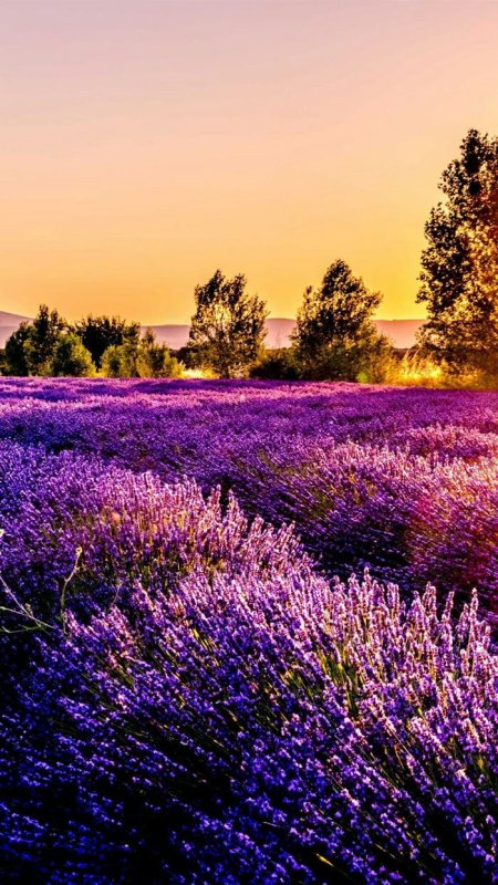 Лавандовые цветы