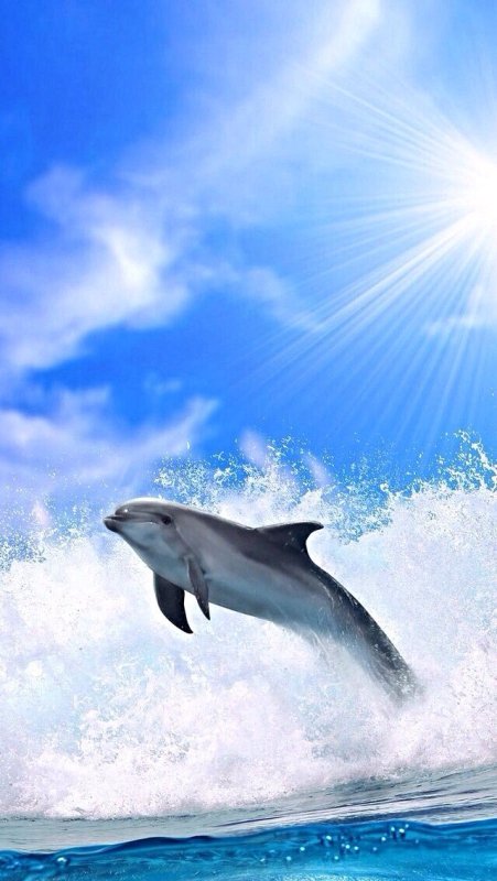 Дельфины картинки