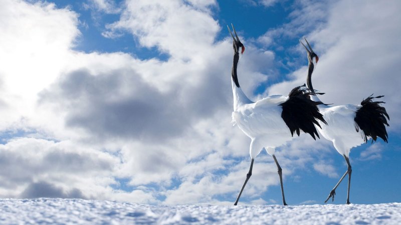 Журавль в небе