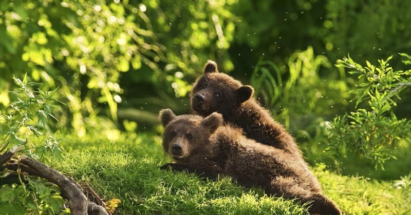 Медведь в лесу