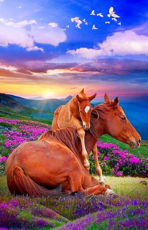 Красивые лошади