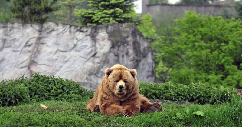 Медведь в природе