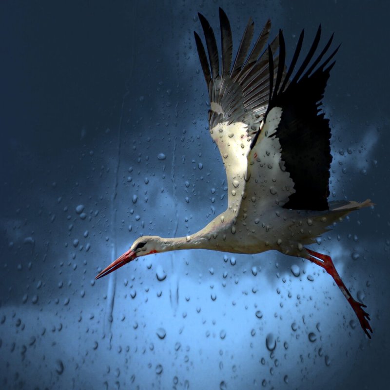 Аист улетает