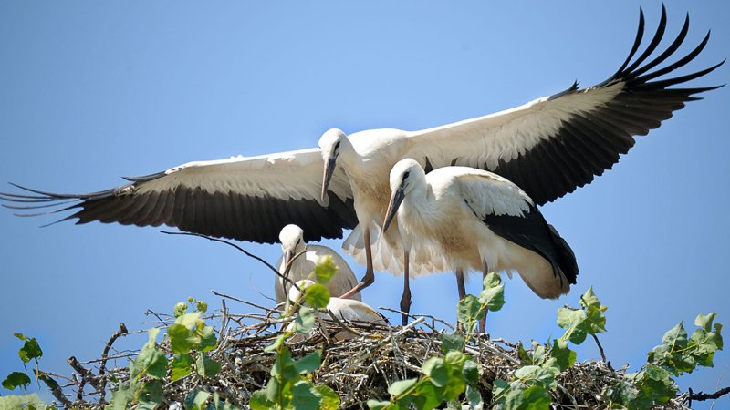 Красивый Аист