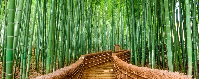 Бамбук Вьетнам