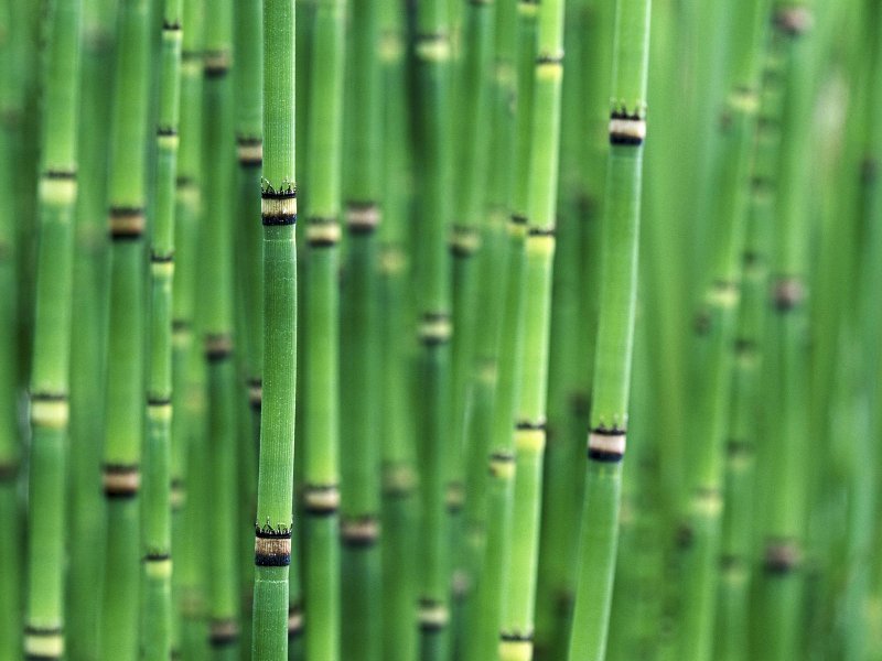 Бамбуковый стебель