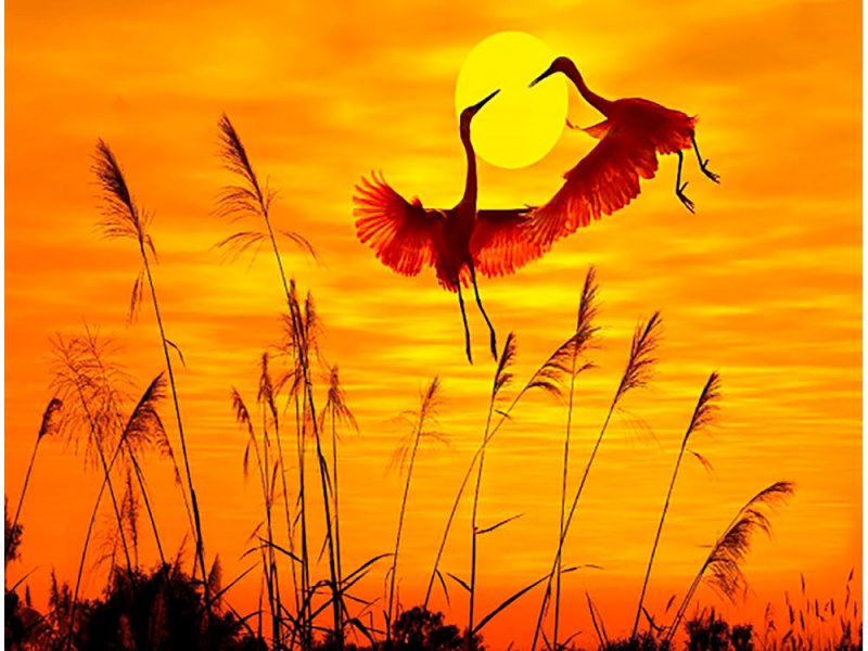 Цапли на закате