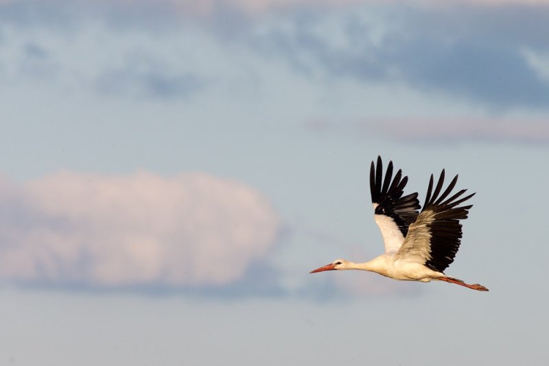 Белый Аист Беларусь
