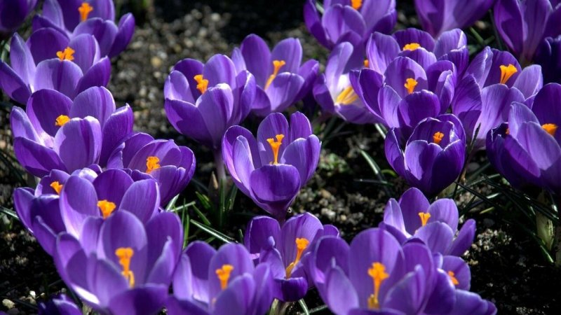 Крокус фиолетовый ранний