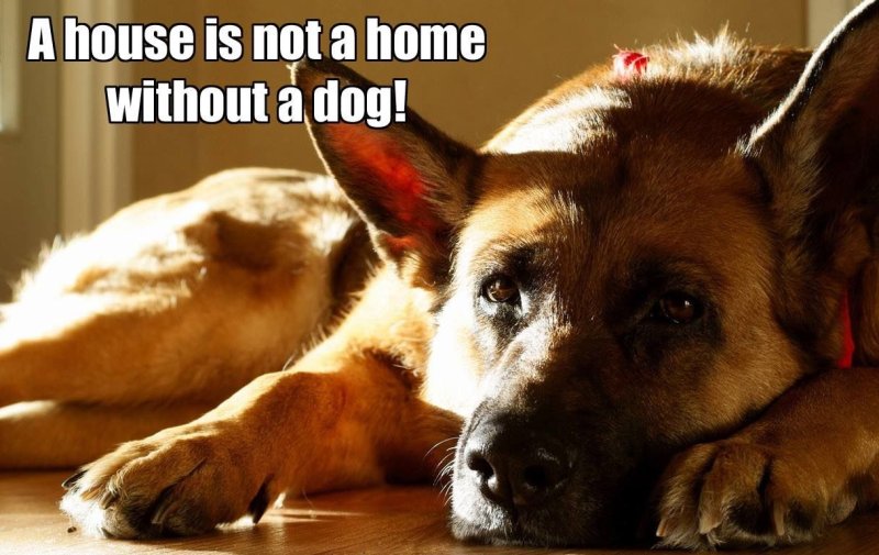 Корги овчарка