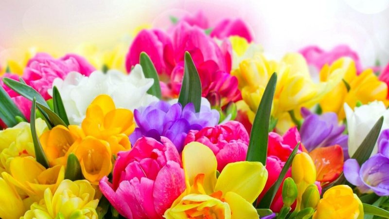 Яркие цветы