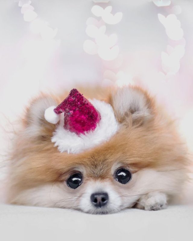 Померанский шпиц Boo