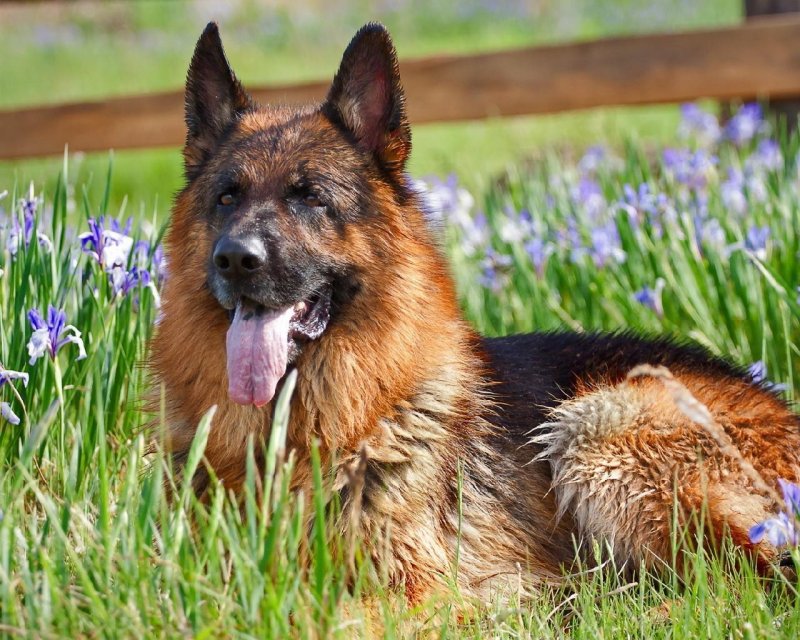 Немецкая овчарка длинношерстная