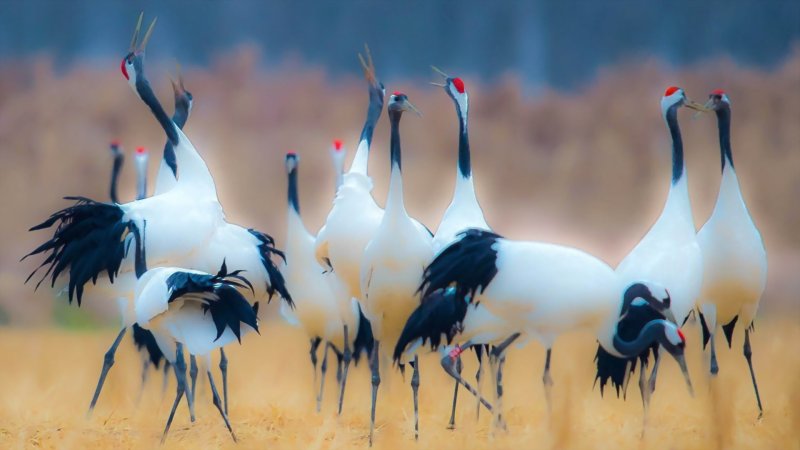 Журавль-красавка брачные танцы