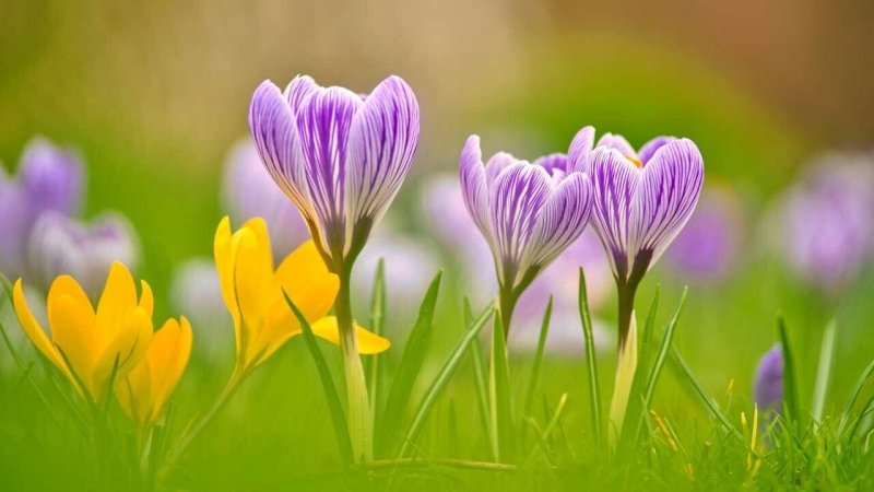 Крокус весенний сиреневый