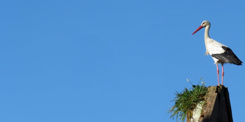 Аист заставка
