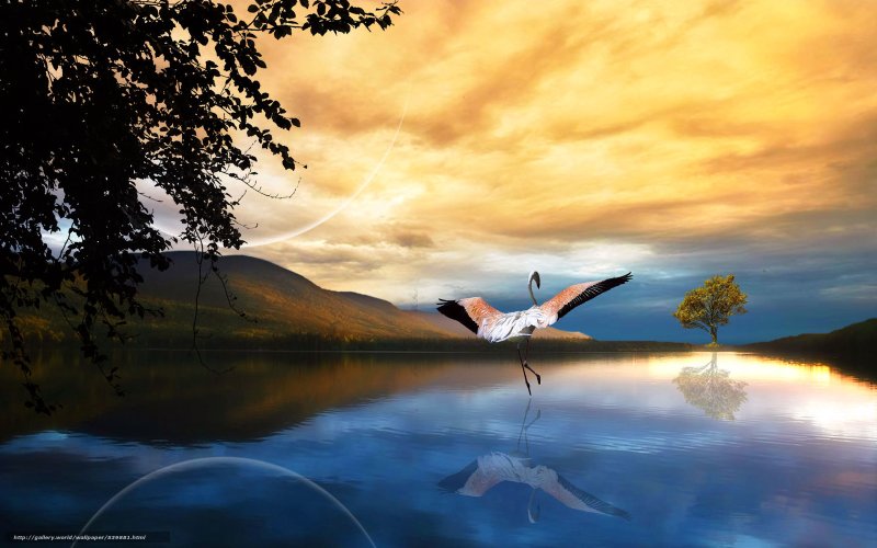 Обои на рабочий стол Журавли