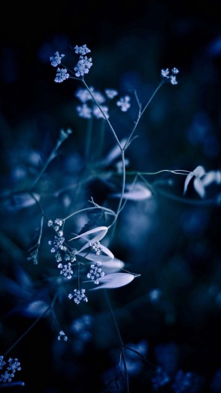 Фотообои для телефона вертикальные