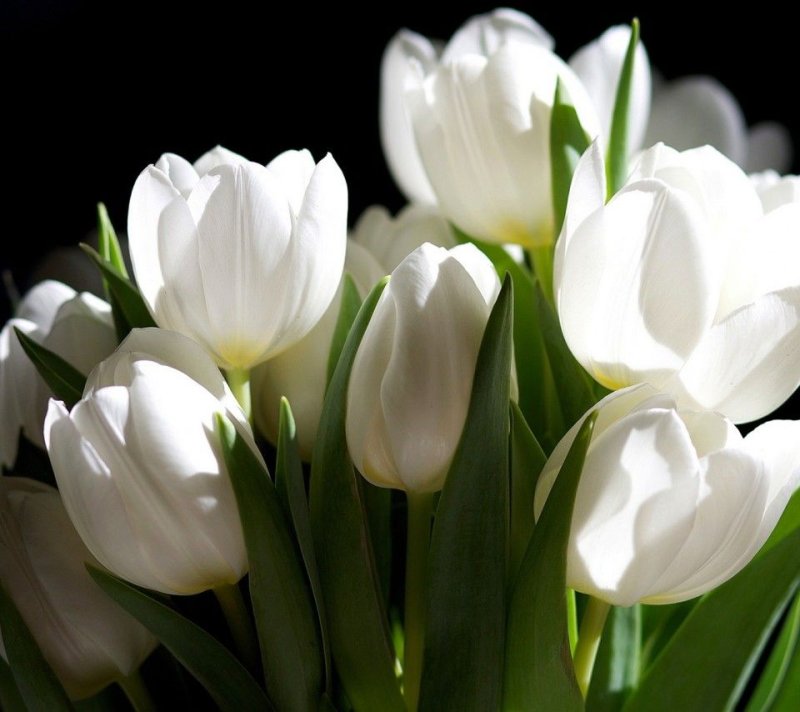 Белые цветы