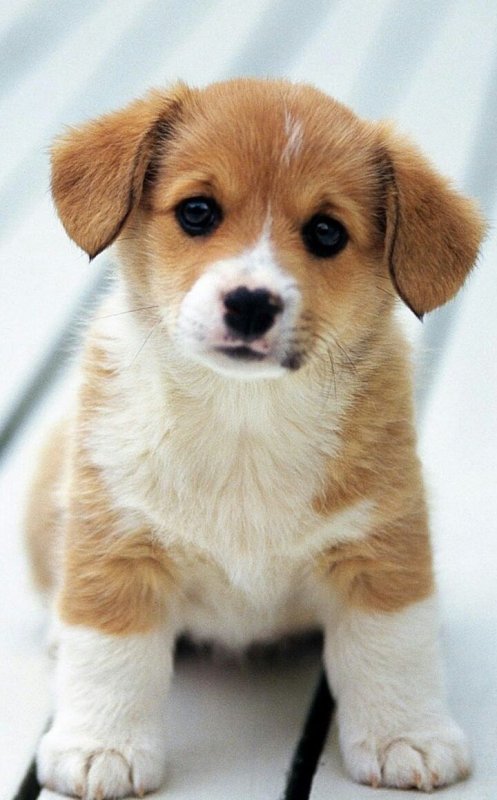 Про маленького щенка