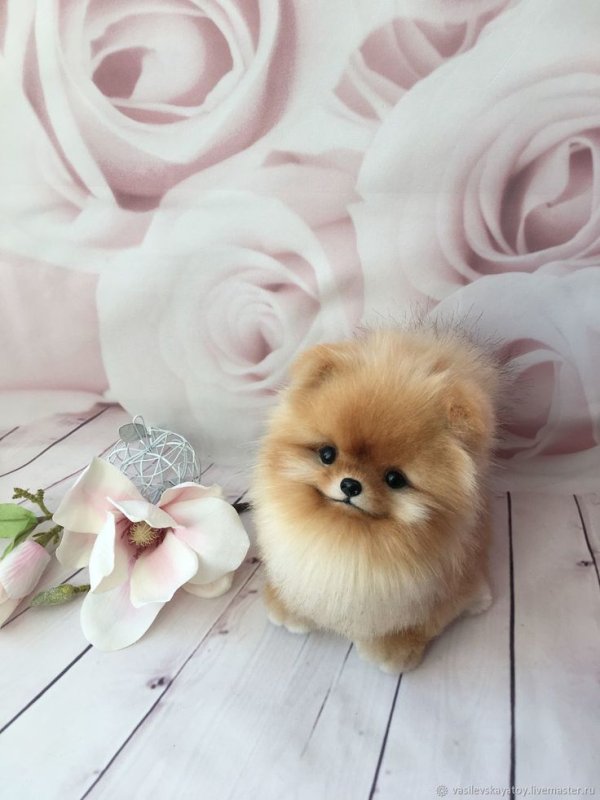 Померанский шпиц Браун