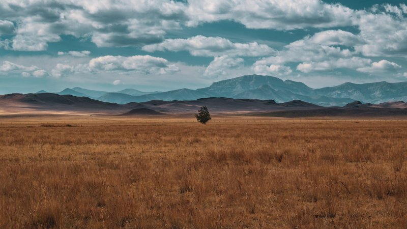 Курайская степь