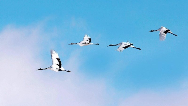 Стая журавлей