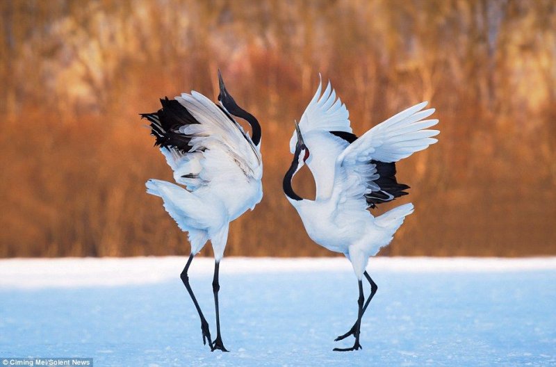 Кыталык Стерх