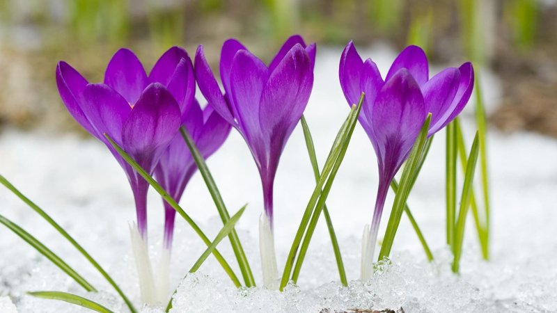 Первоцветы (подснежники, крокусы, гиацинты).