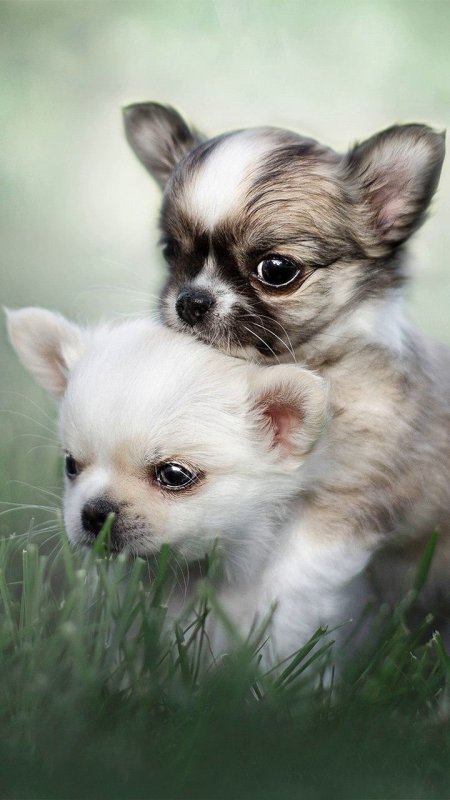 Щенки чихуахуа длинношерстные