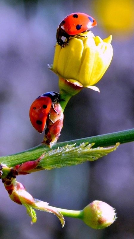 Божьи коровки на цветах