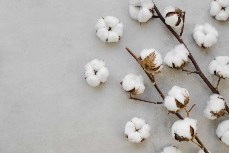 Хлопчатник Эстетика