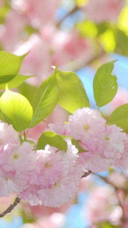 Красивая Весна