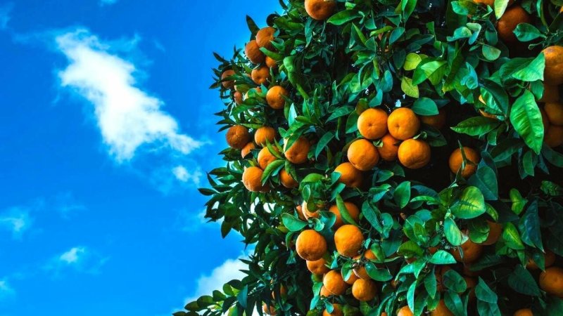 Цитрус мандарин Mandarine