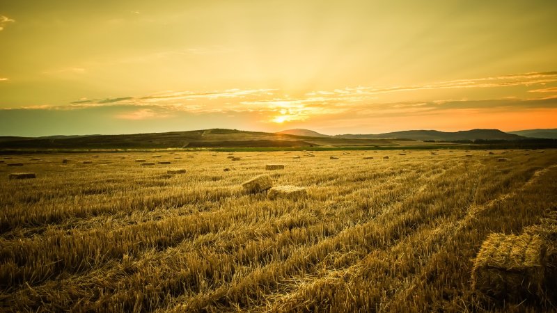 Пшеничное поле