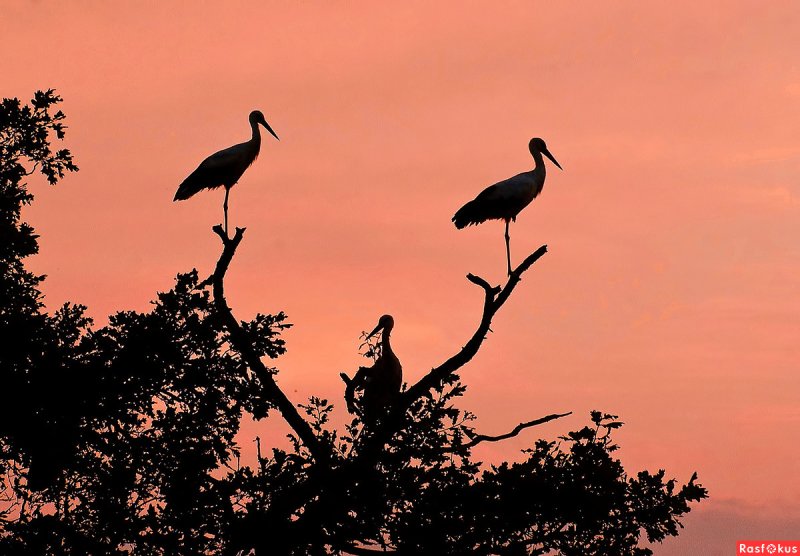 Журавли на фоне сосны