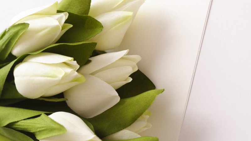 Тюльпаны обои