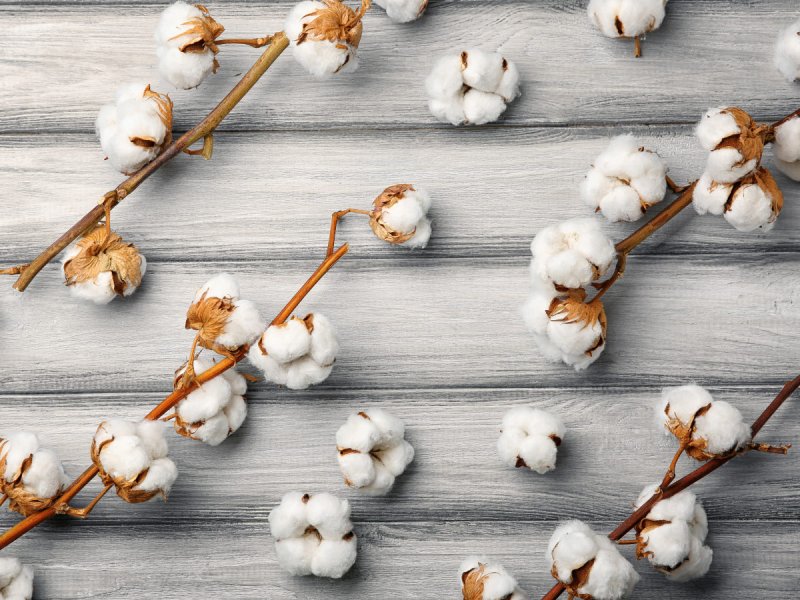 Хлопок цветок