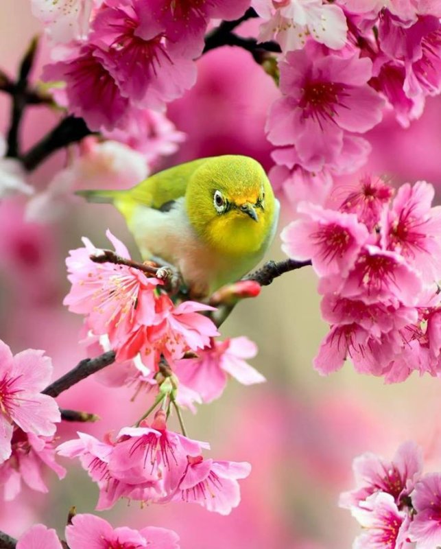 Красивая Весна