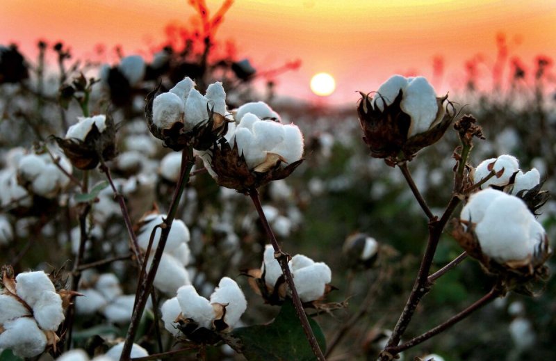 Хлопчатник травянистый