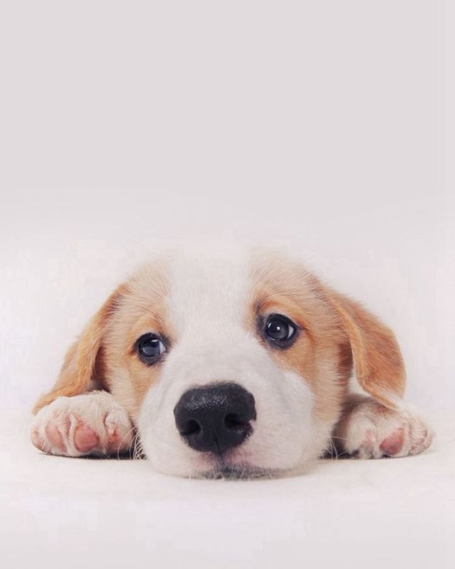 Собачки на заставку